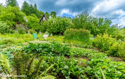 FINREA│Záhradka pre aktívnych pestovateľov ZO Lieskovec